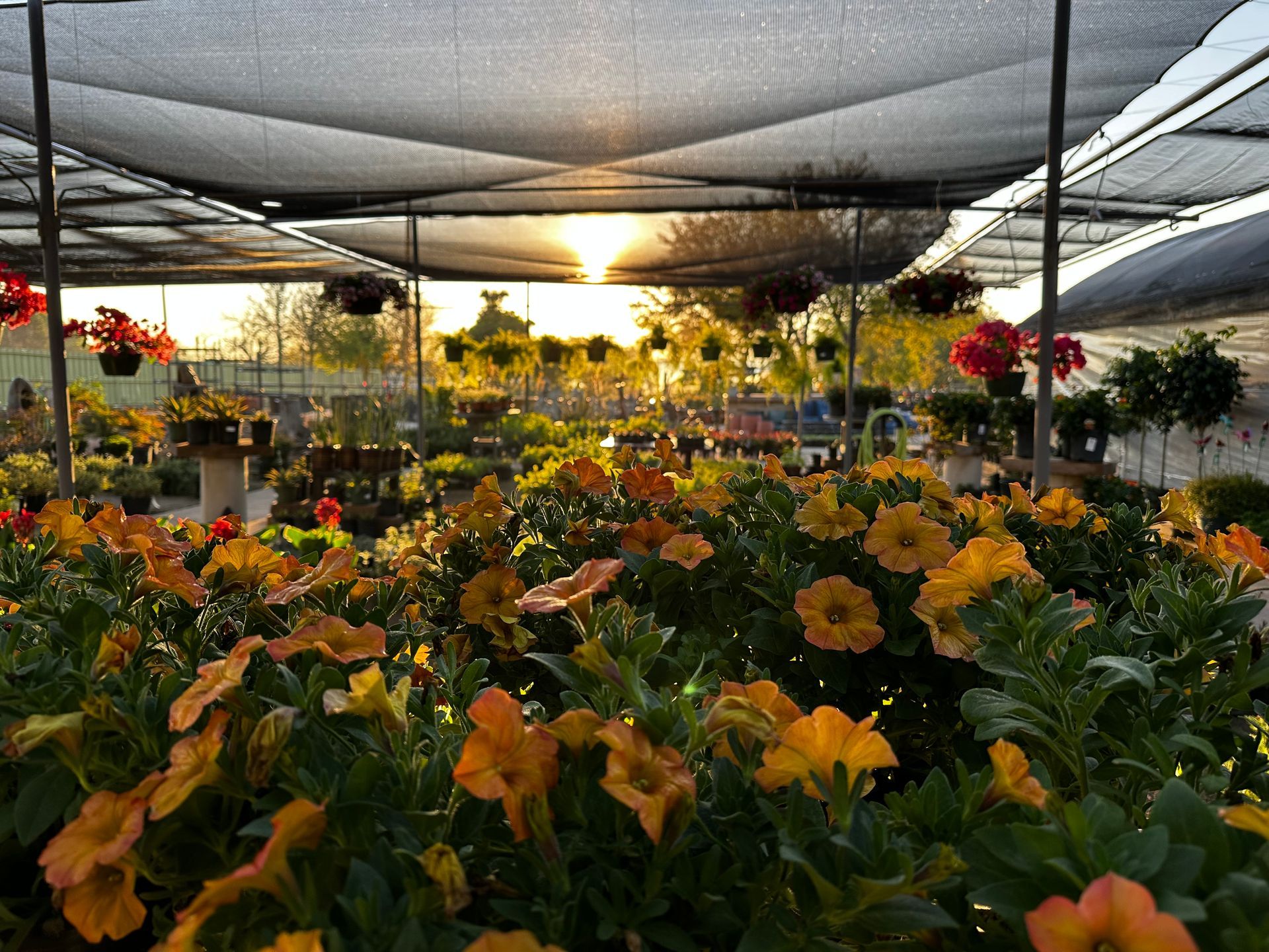 A greenhouse filled with lots of flowers and plants at sunset.