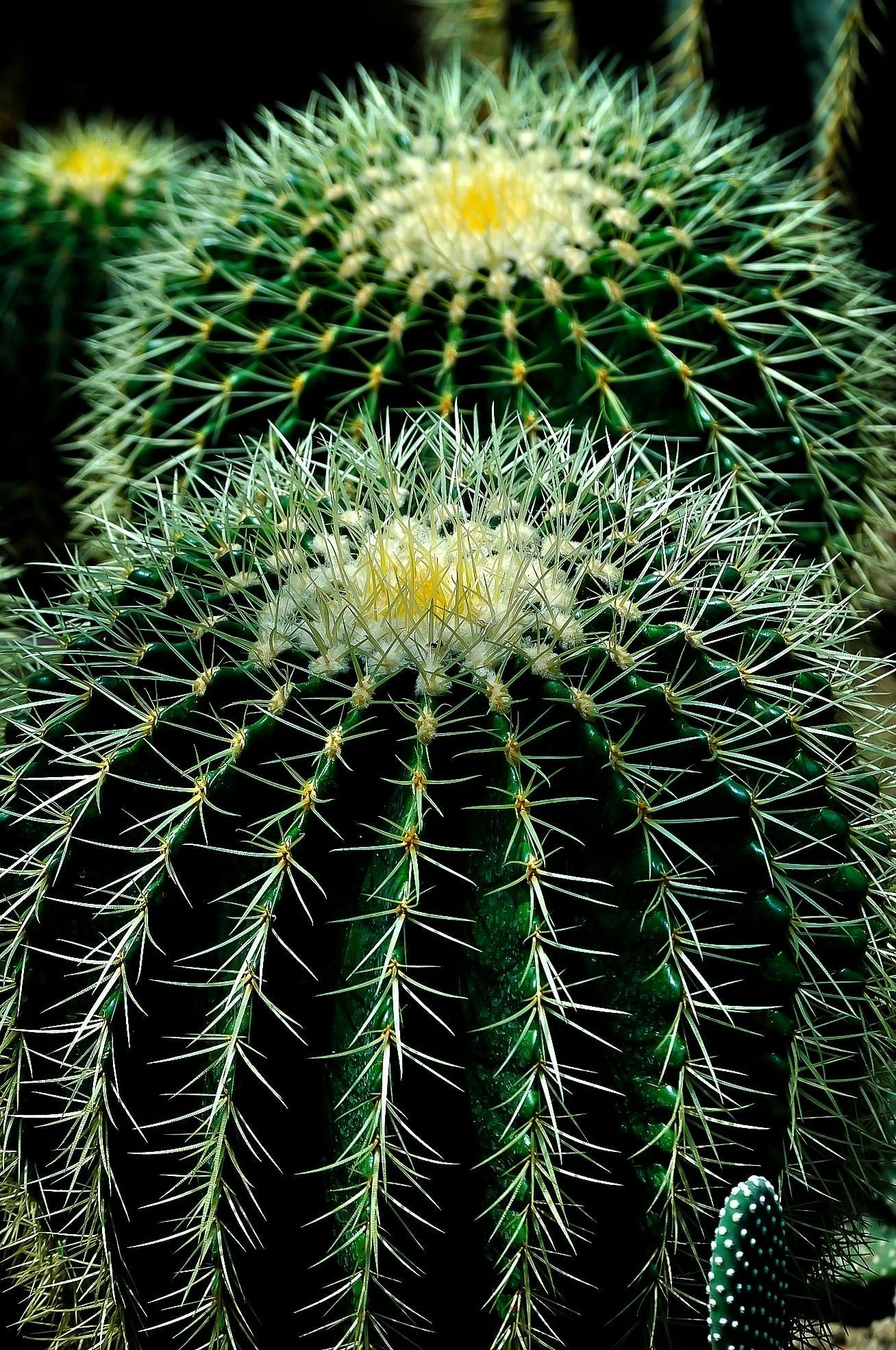 A close up of a cactus with a yellow center.