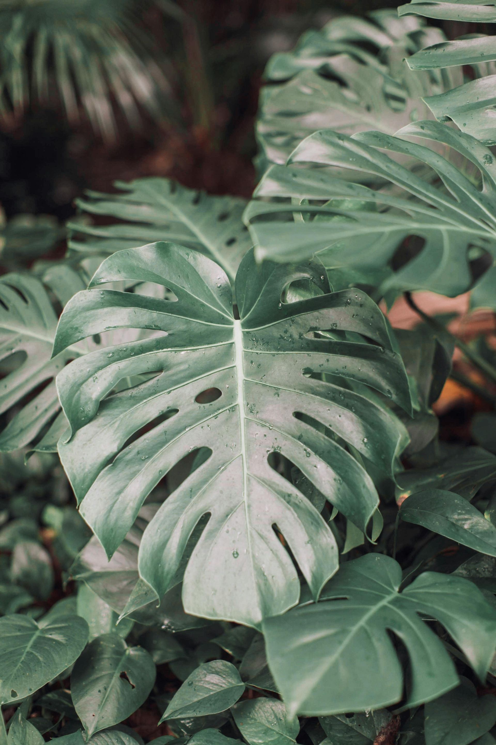 A close up of a large green leaf on a plant.