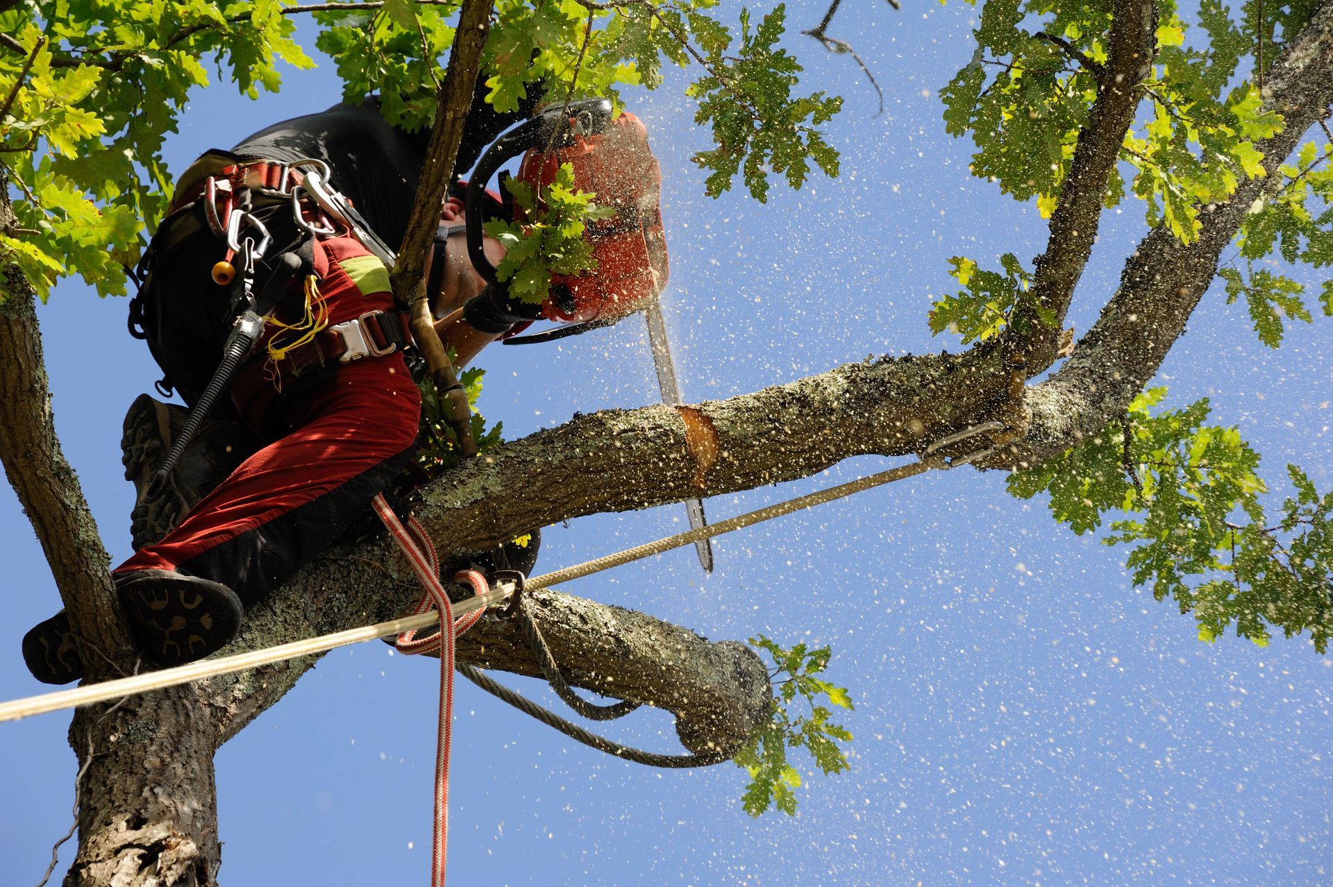 Un homme coupe une branche d'arbre avec une tronçonneuse