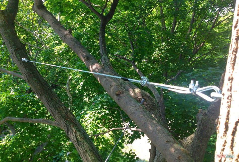 Une corde est suspendue à une branche d'arbre.