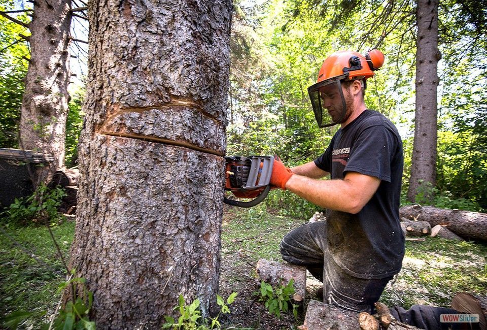 Un homme coupe un arbre avec une tronçonneuse.