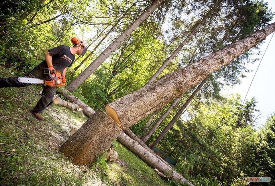 Un homme coupe un arbre avec une tronçonneuse dans les bois.