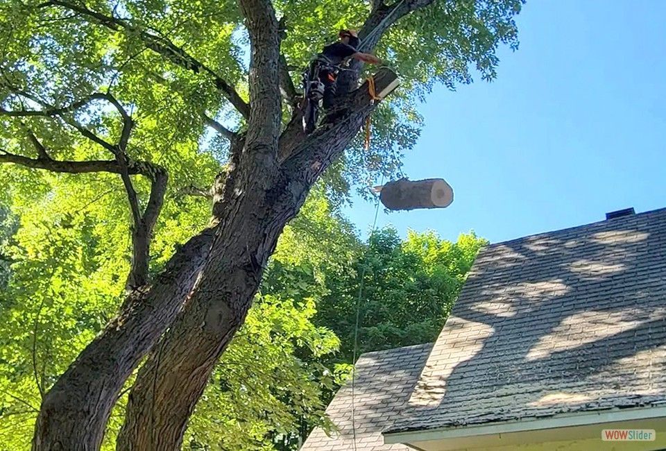 Un homme coupe un arbre devant une maison.