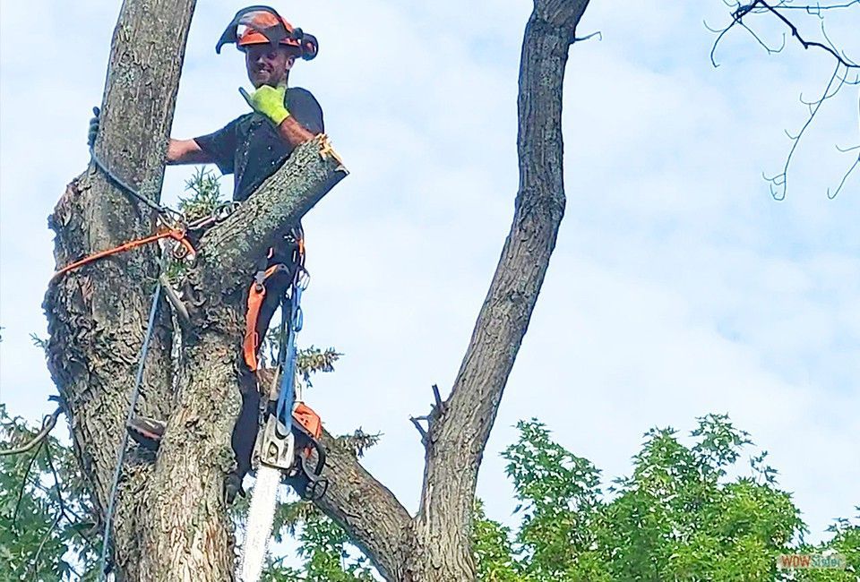 Un homme coupe un arbre avec une tronçonneuse