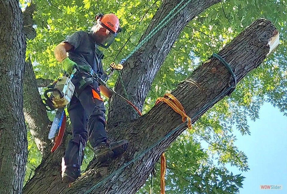 Un homme coupe une branche d'arbre avec une tronçonneuse.