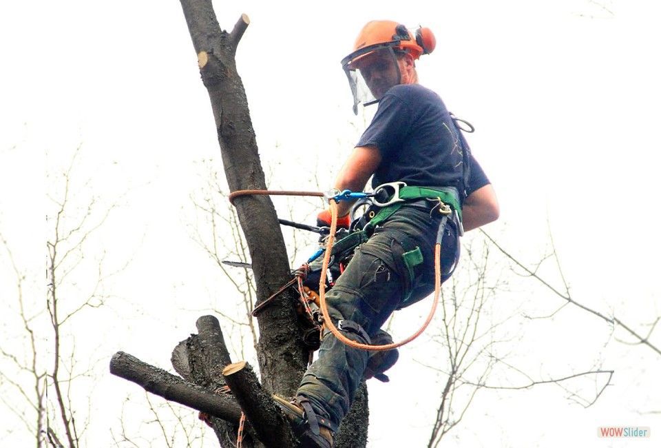 Un homme grimpe à un arbre avec une tronçonneuse.