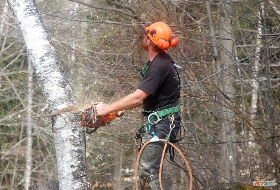 Un homme coupe un arbre avec une tronçonneuse dans les bois.