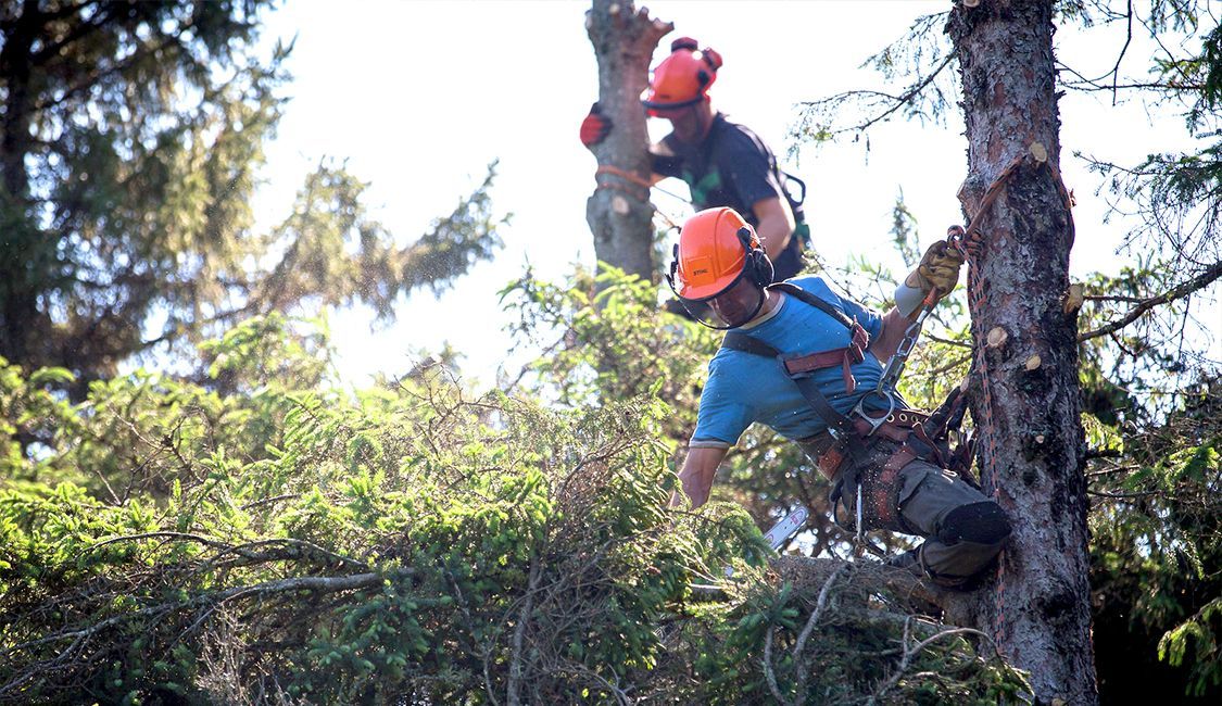 Deux hommes coupent un arbre avec une tronçonneuse.