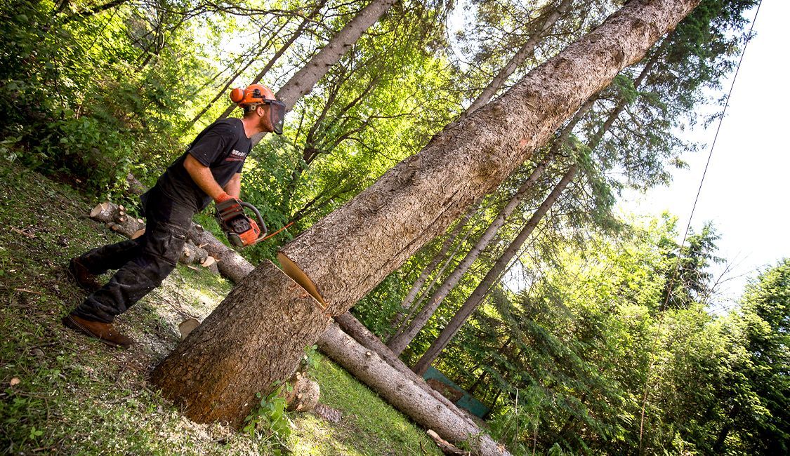 Un homme coupe un arbre avec une tronçonneuse dans les bois.