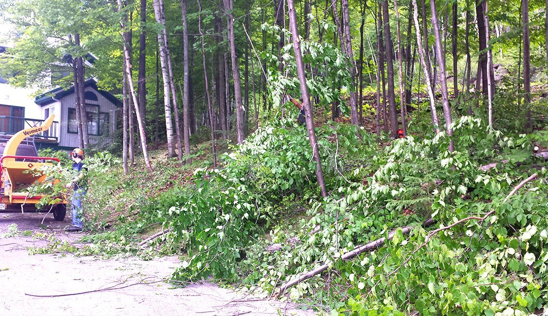 Un homme coupe des arbres dans les bois avec une machine.