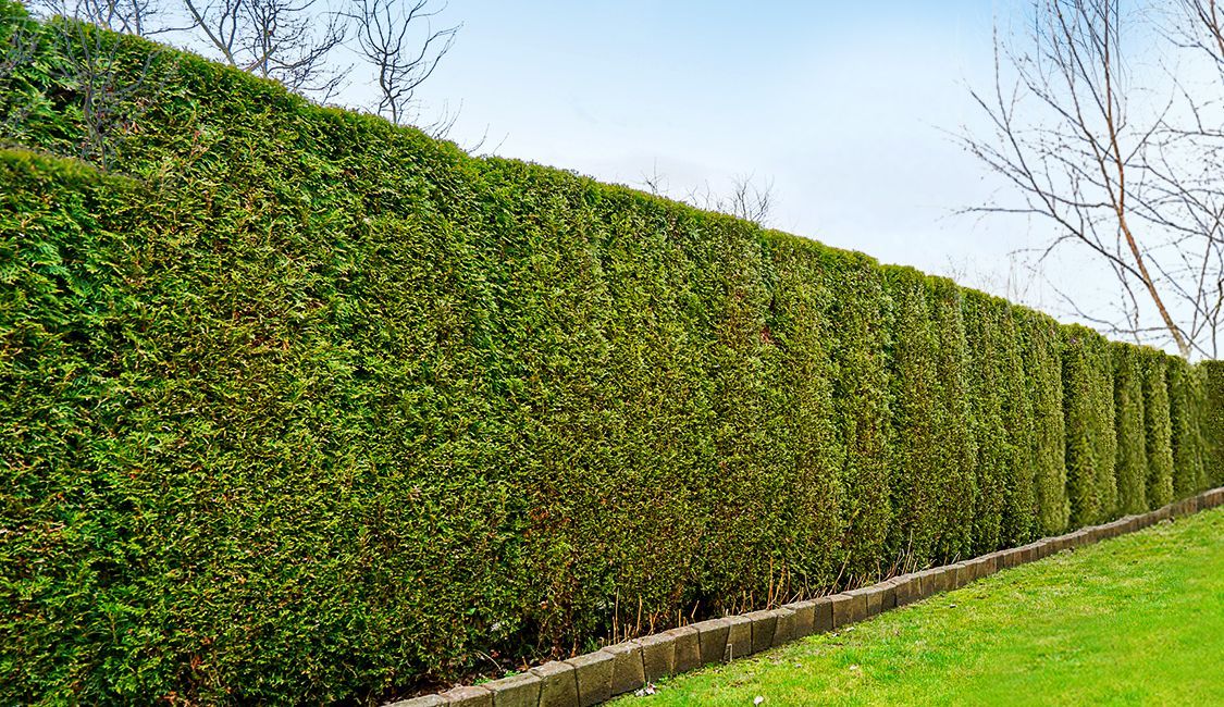 Une haute haie verte entoure un champ vert luxuriant.