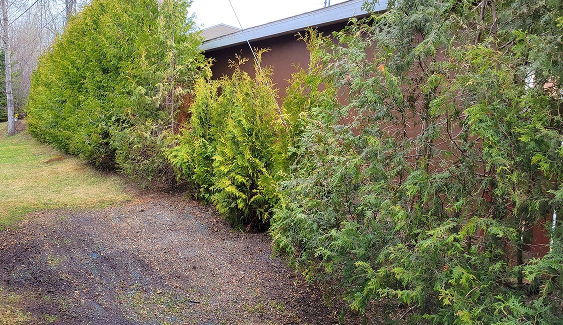 Une rangée d'arbres poussant à côté d'un bâtiment dans une cour.