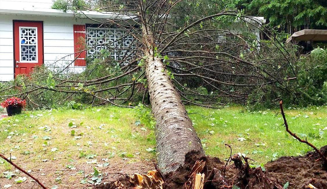 Un arbre tombé devant une maison.