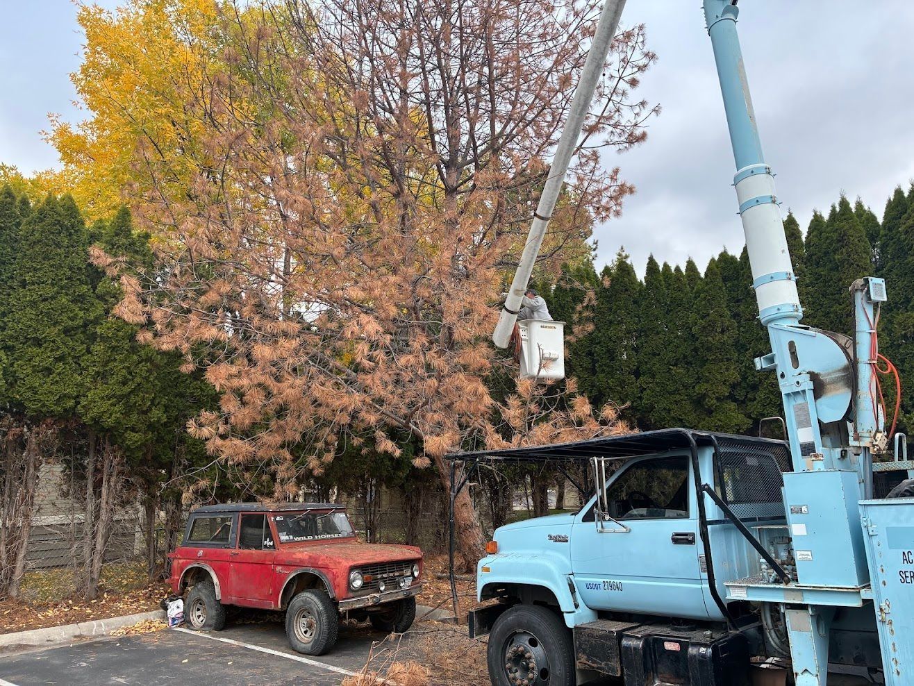 Two cranes lift vehicles near trees in autumn, including a red truck and a blue truck.
