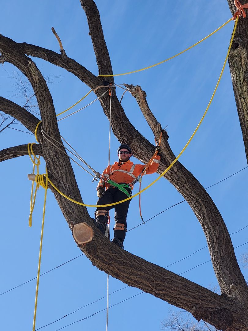 Man On Tree — San Antonio, TX — Steel Roots Tree Services
