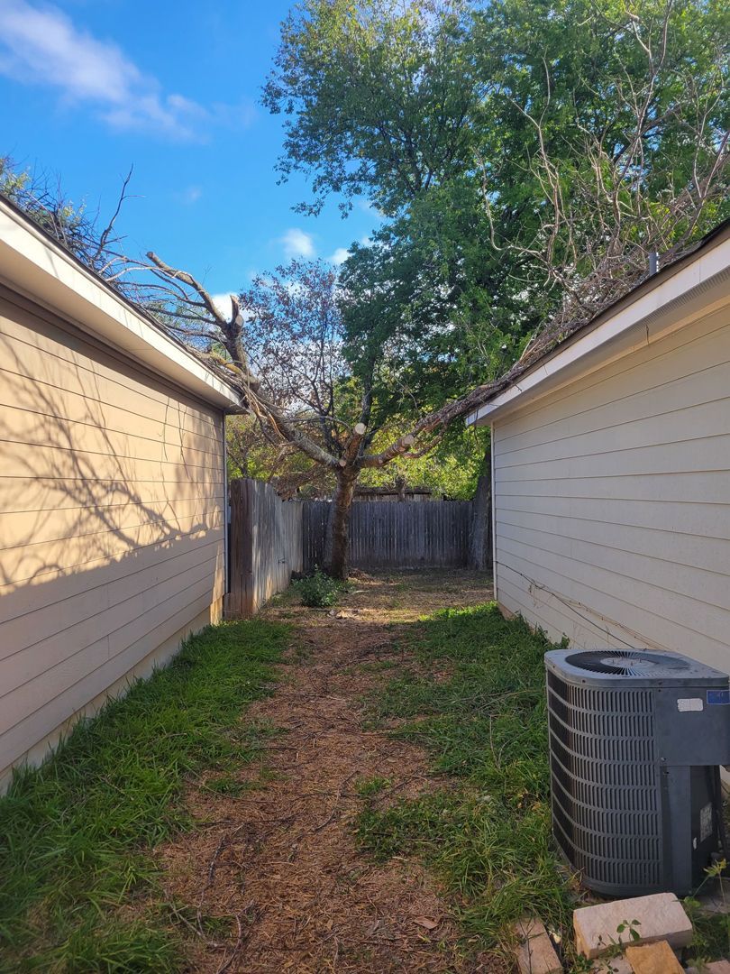 Tree In Yard — San Antonio, TX — Steel Roots Tree Services