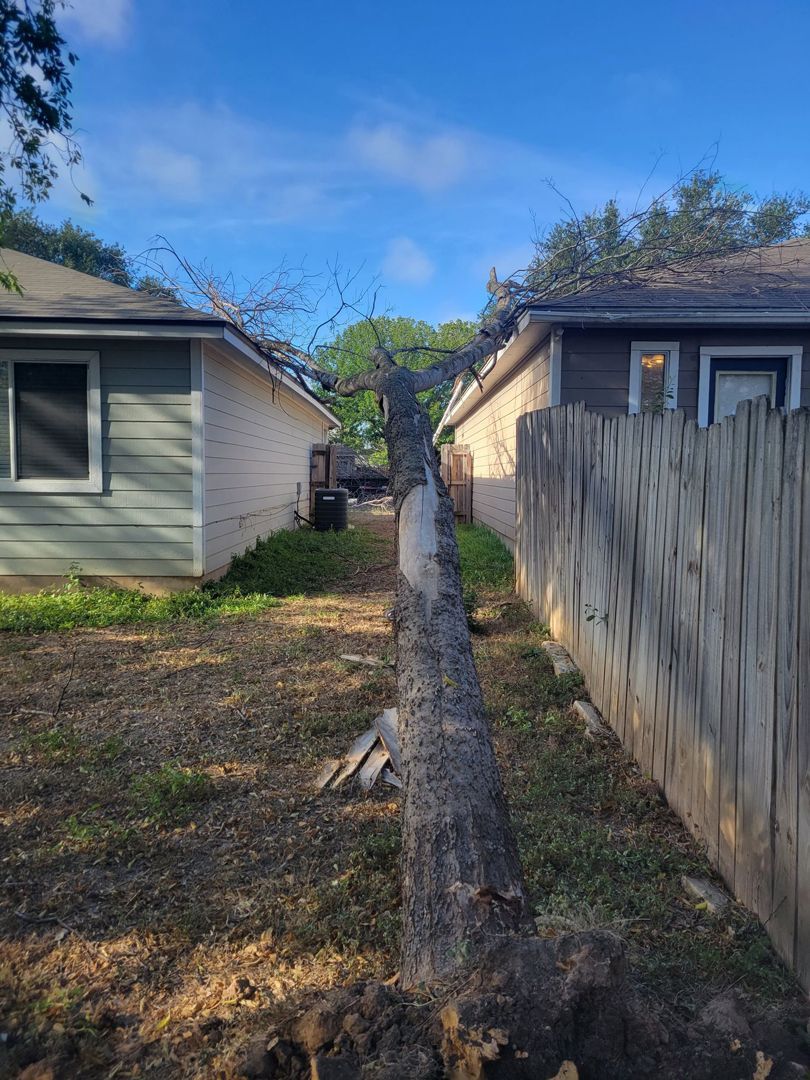 Fallen Tree — San Antonio, TX — Steel Roots Tree Services