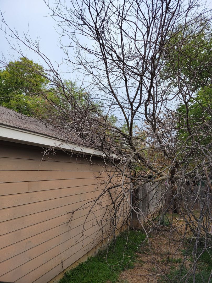 Dead Tree — San Antonio, TX — Steel Roots Tree Services