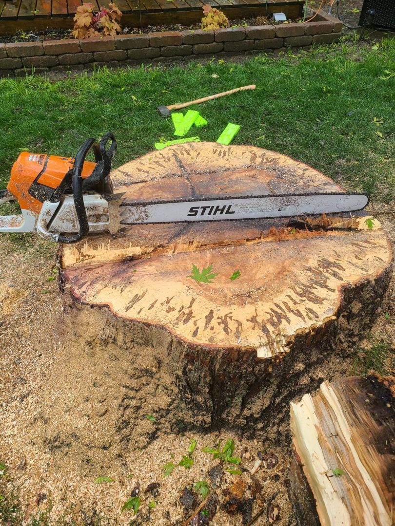 Tree Stump — San Antonio, TX — Steel Roots Tree Services