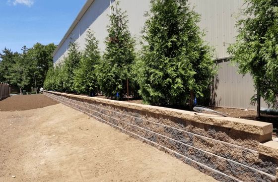 A row of trees are lined up in front of a building