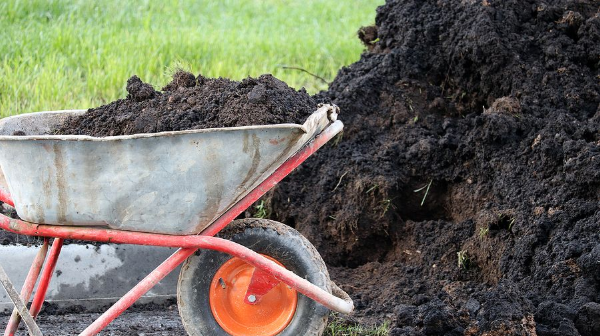 Wheelbarrow filled with dark soil next to a larger pile of soil on grass.