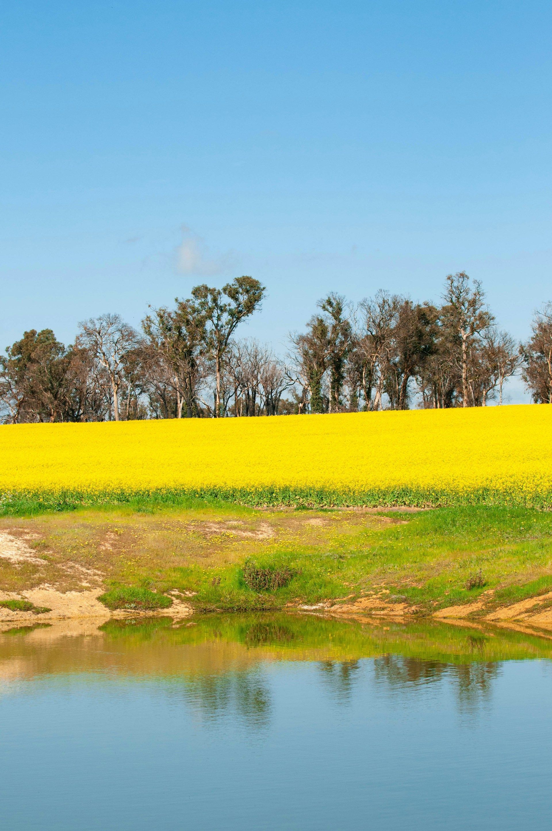 agricultural landscape