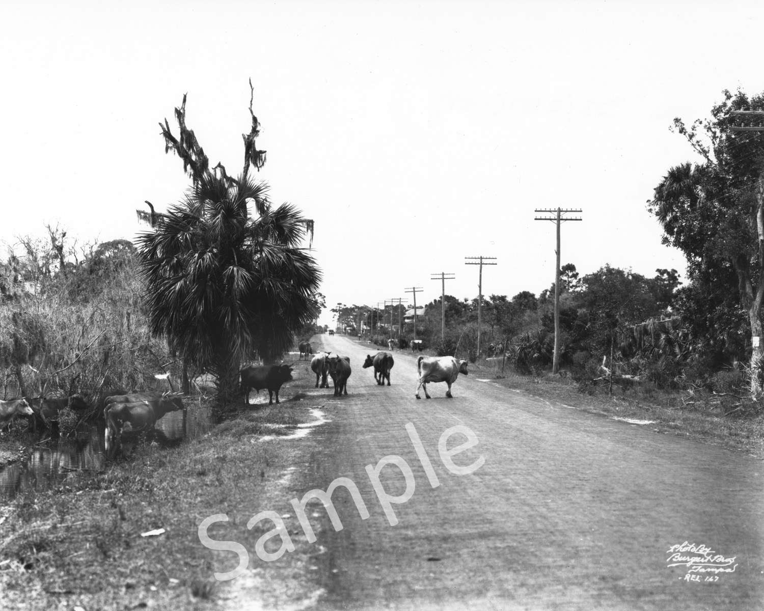Photo Of Cows Crossing The Road — Tampa, FL — Bob Baggett Photography Inc