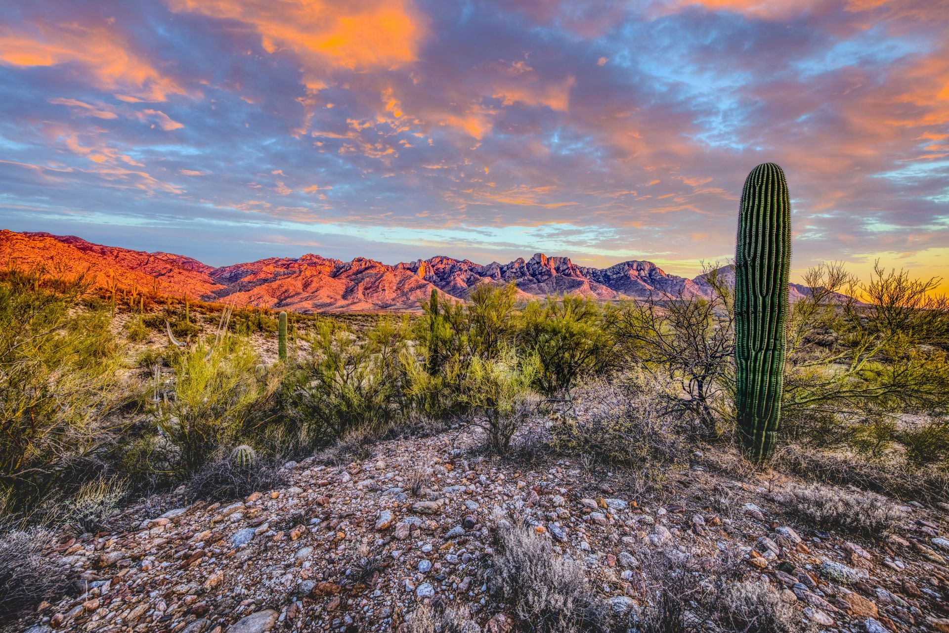 A saguaro cactus in the desert at sunset with mountains in the background.