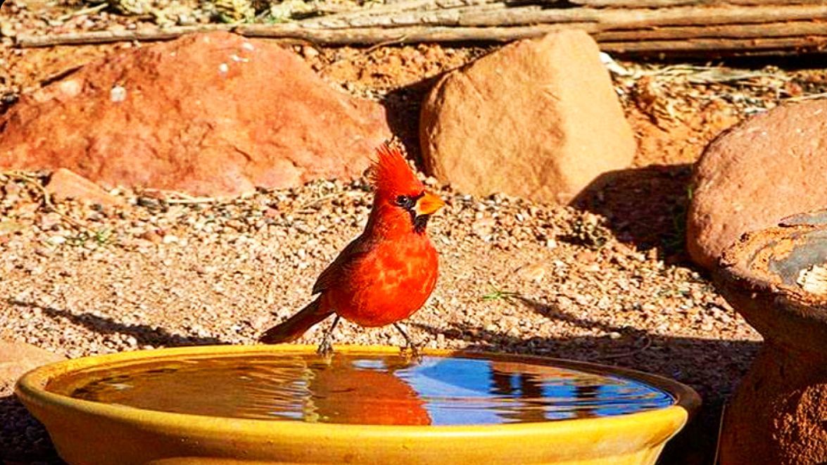 cardinal bird bathing in a birdbath with red rocks in the background