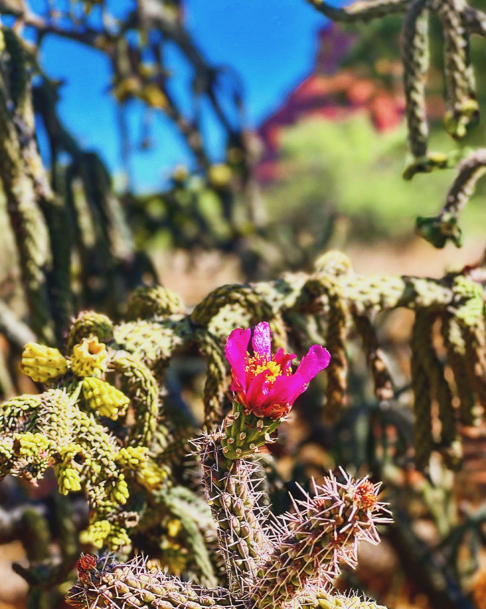 A close up of a pink flower on a cactus in the desert.