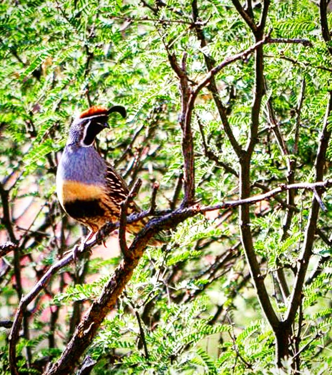A small bird perched on a tree branch.