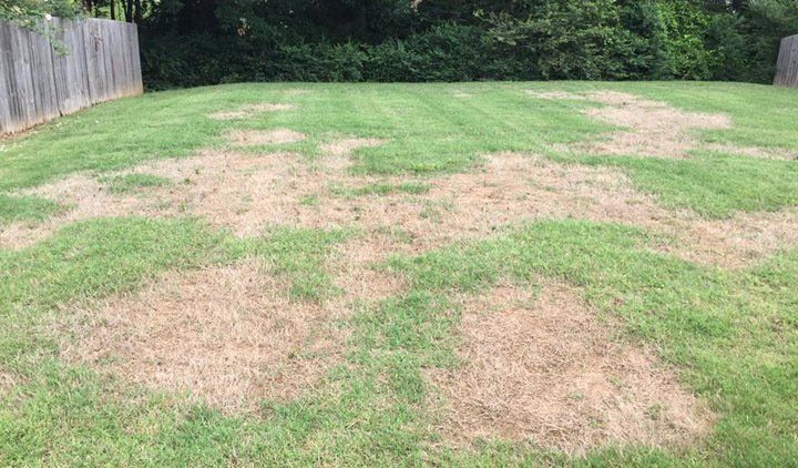 dry patches on lawn
