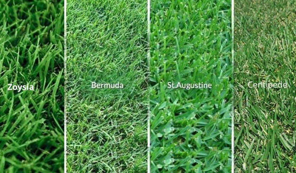 grass sod install