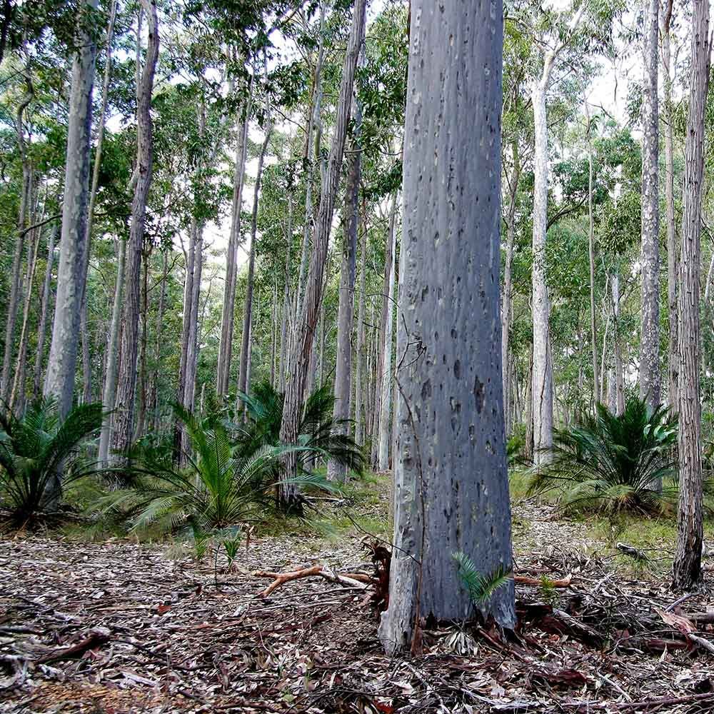 Spotted gum forests on the South Coast of NSW