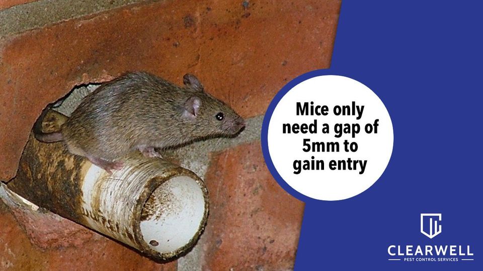 How to Lure a Mouse Out of Hiding - Pinnacle Pest Control