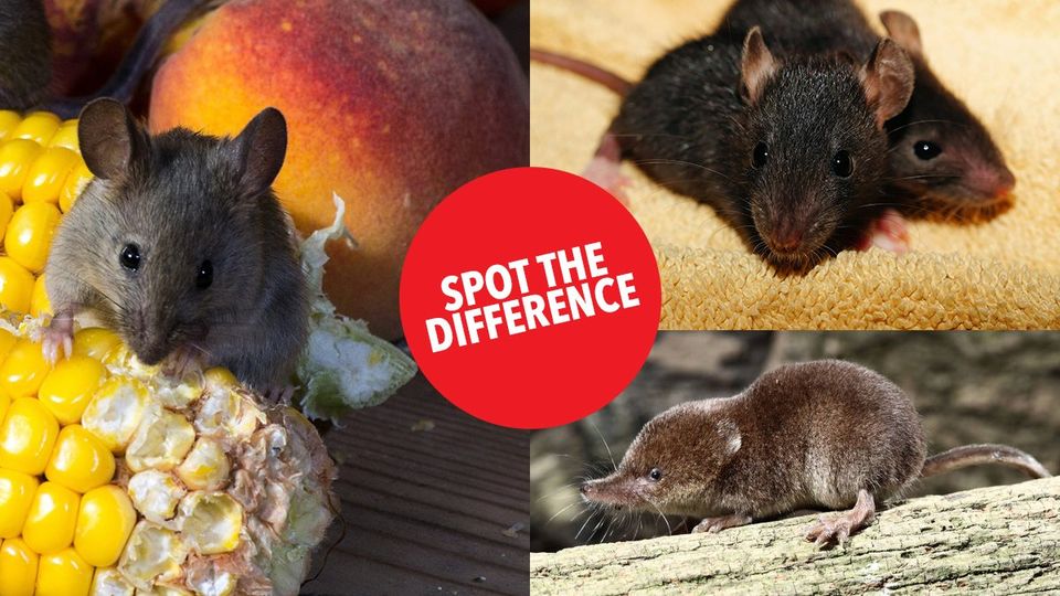 Clearwell Pest Control - Spot the Difference