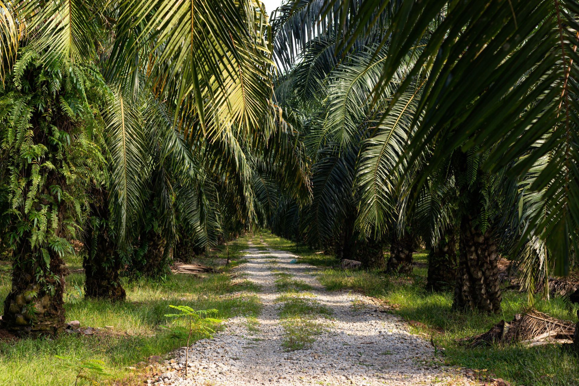 Dirt path through a palm tree plantation; sunlight filters through the green fronds.