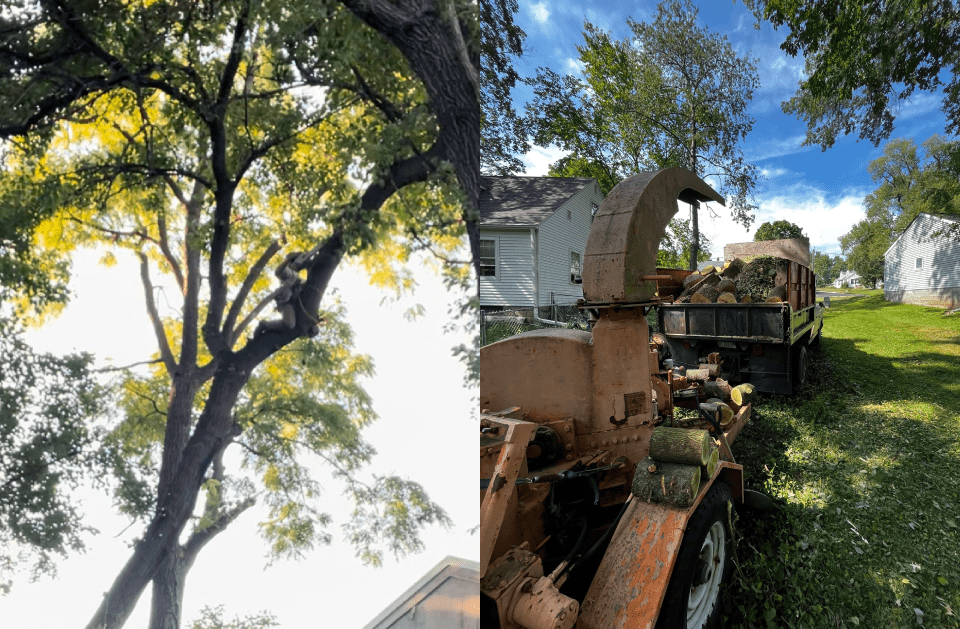 A tree being cut down and a tree chipper in a yard.