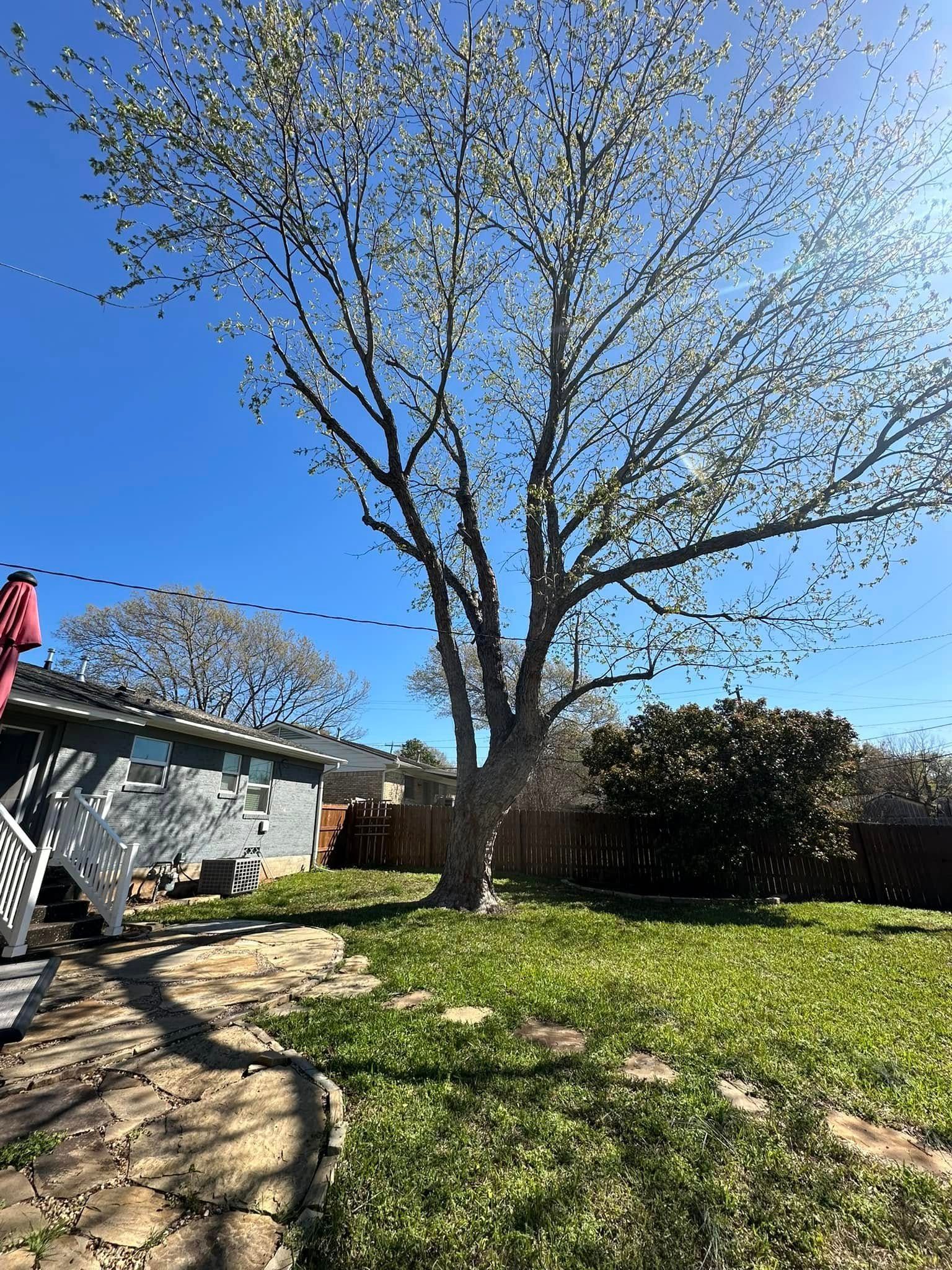 Large tree in a sunny backyard with grass, stone path, and a building on the left.