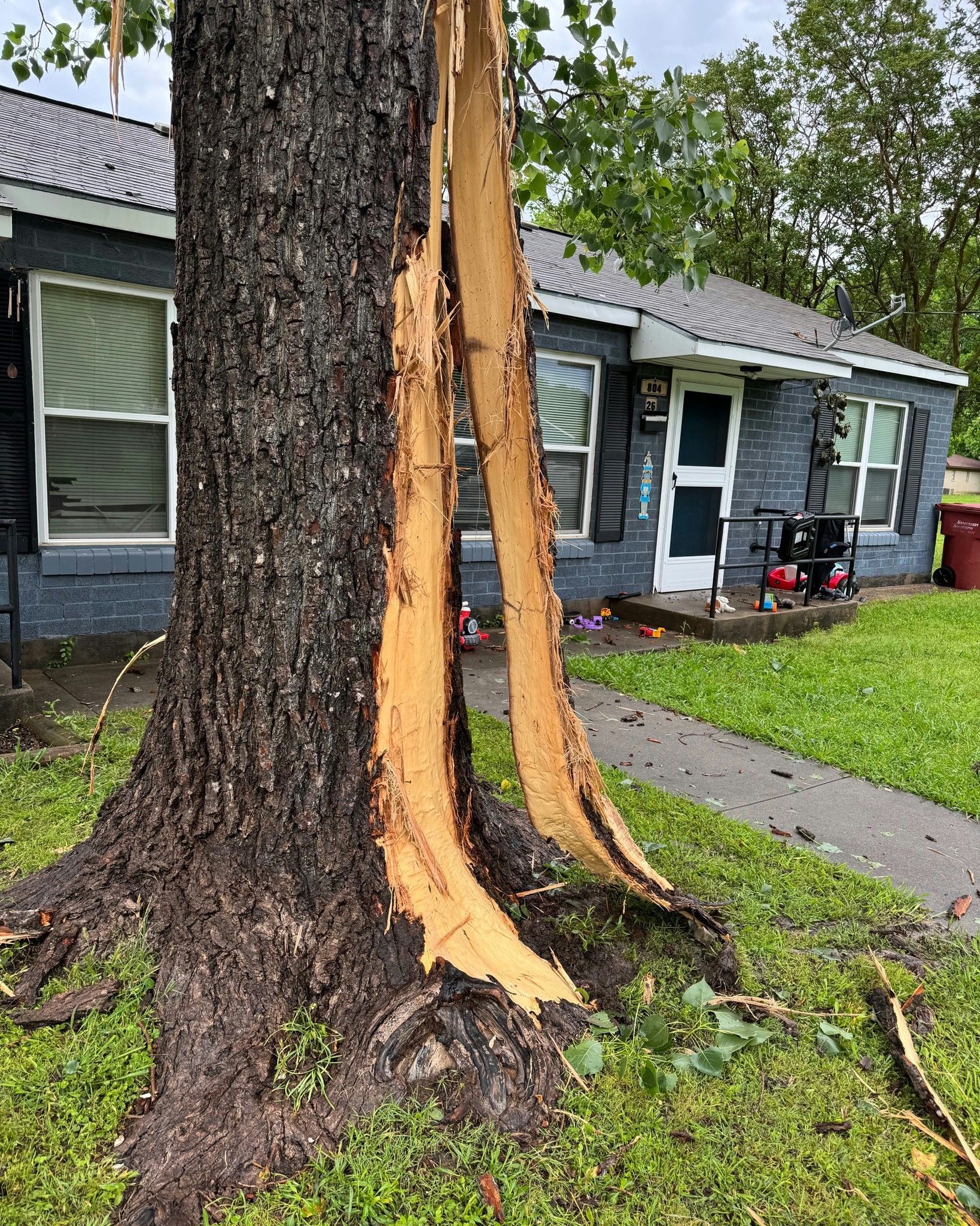 Tree trunk split open by lightning strike in front of a house.