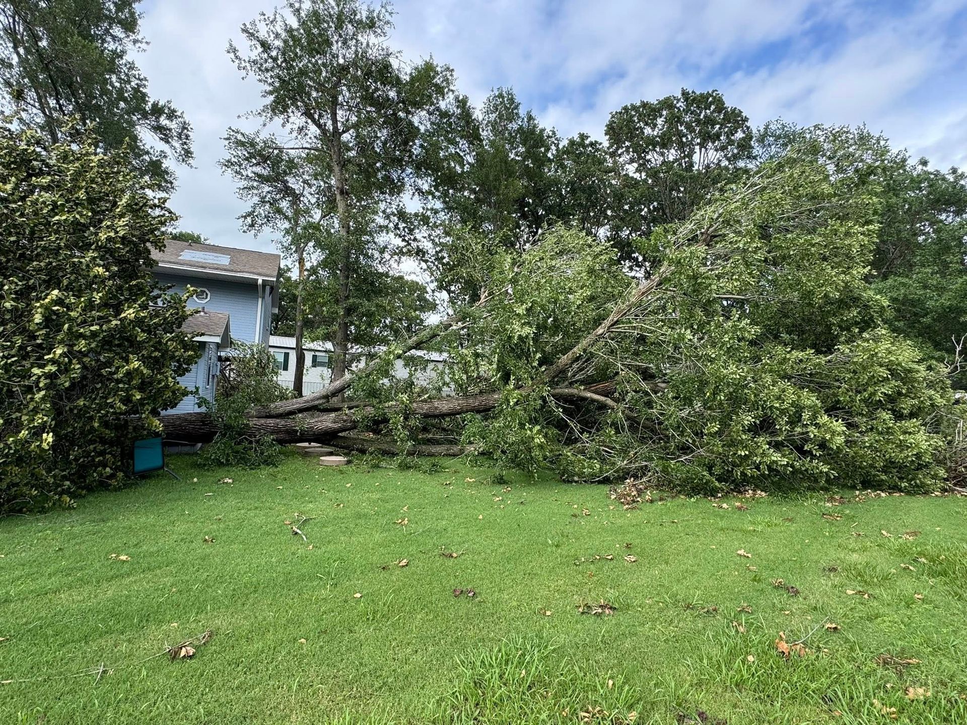Large tree fallen on grass in front of a blue house, branches spread across the lawn. Overcast sky.