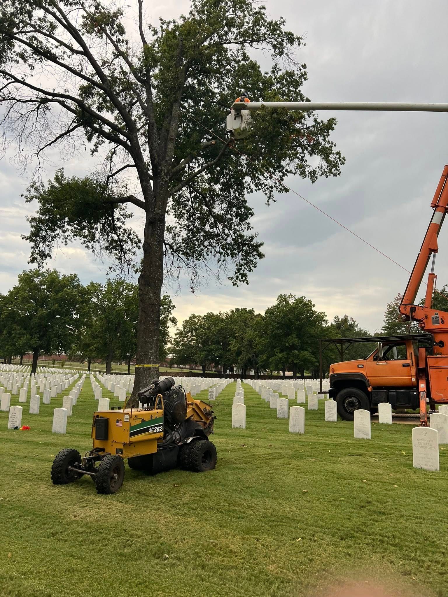 A tree being trimmed at a cemetery, with headstones in rows, and an orange truck with a lift.