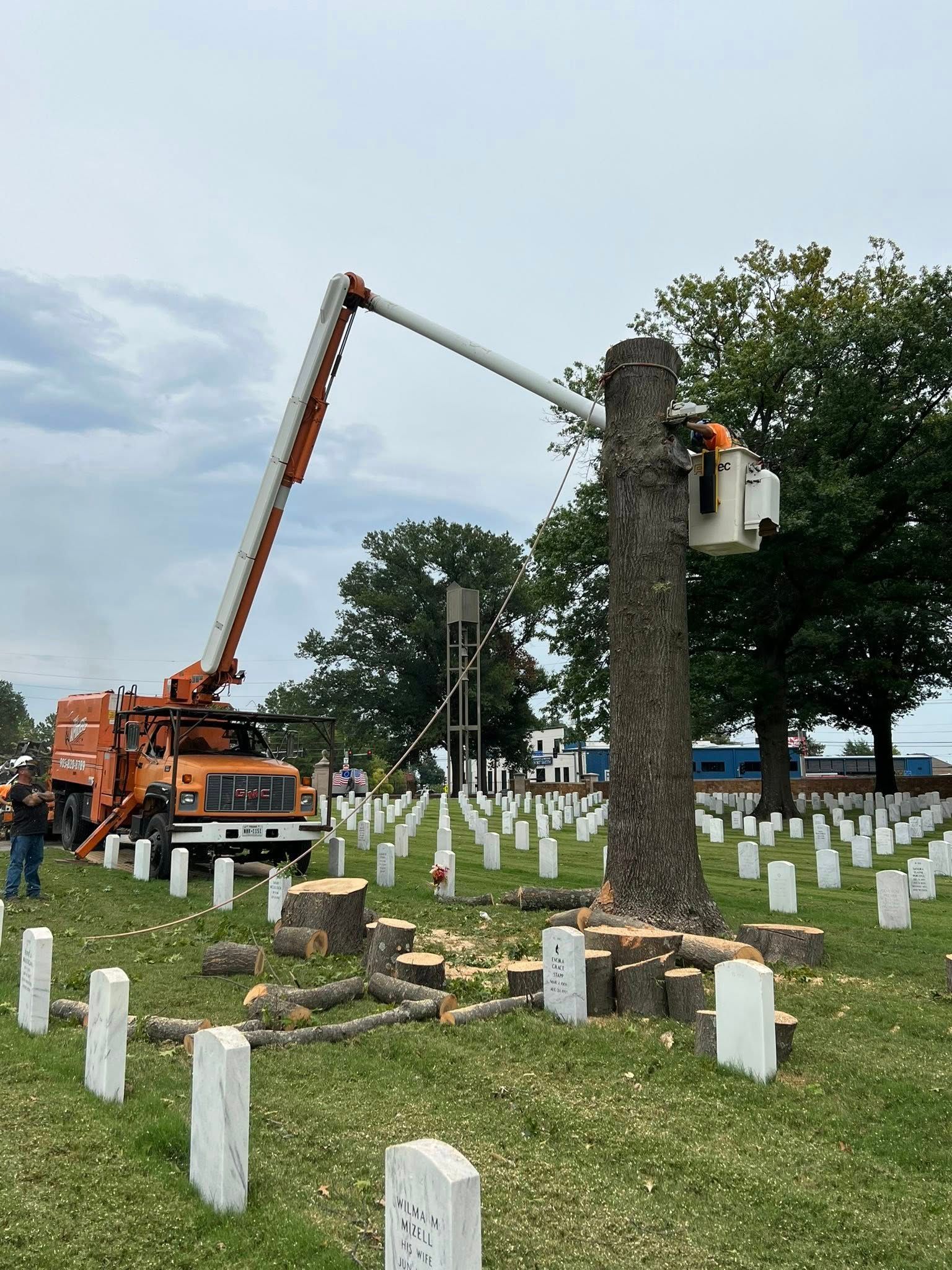 Tree removal in a cemetery. Orange lift truck cuts tree trunk surrounded by white headstones. Cloudy sky.