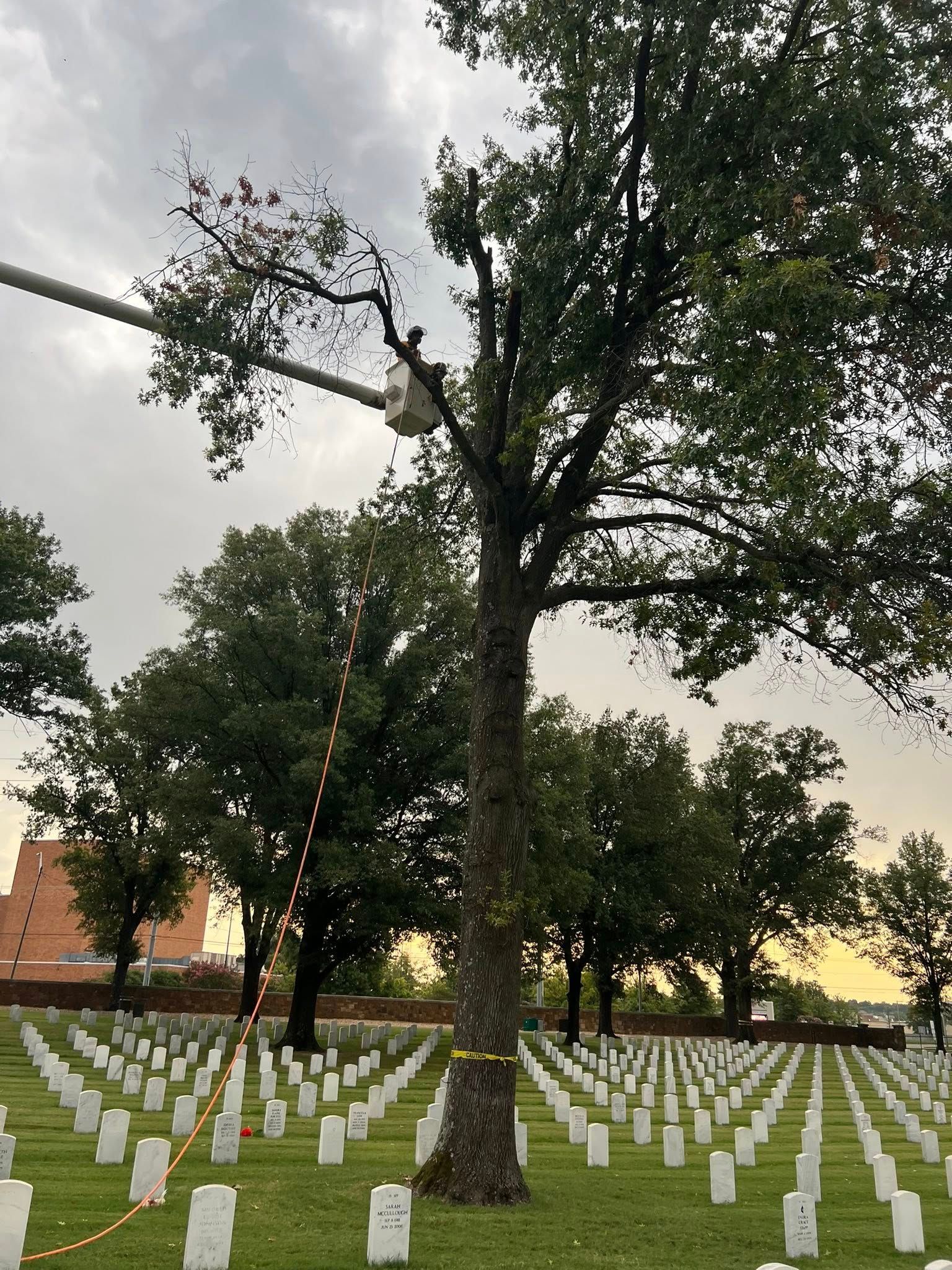 Person in lift trimming a tree in a cemetery filled with white headstones under an overcast sky.