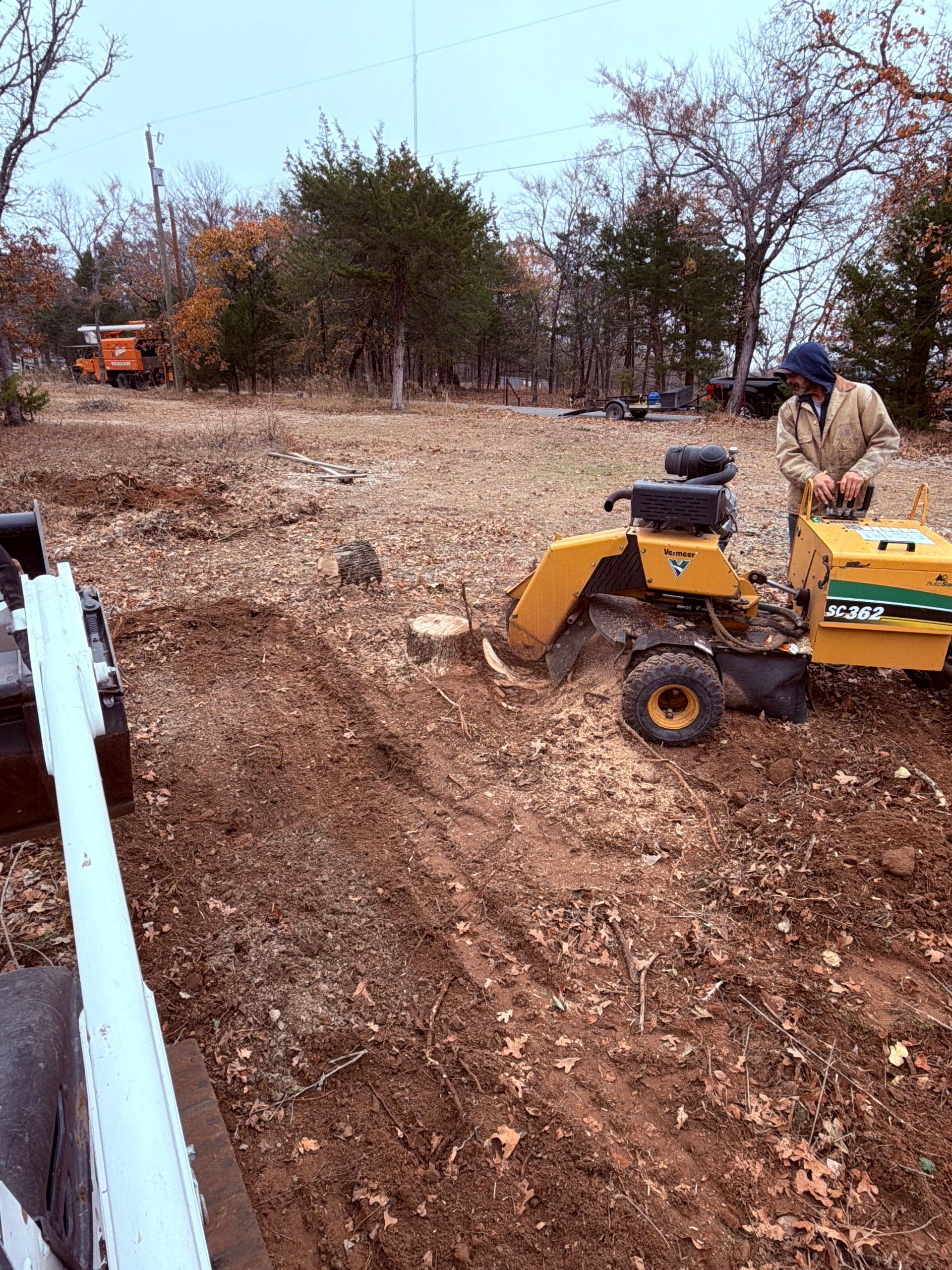 Stumps and logs of cut wood in a natural setting; a grassy area with trees and undergrowth in the background.