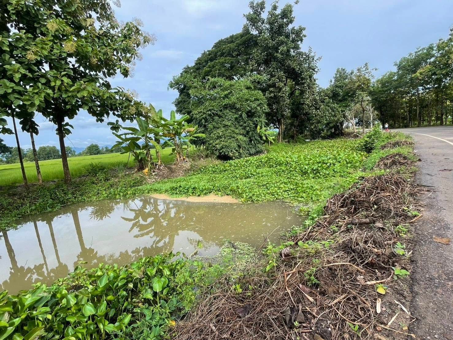 Pond with water hyacinths by road, trees, and rice field under cloudy sky.