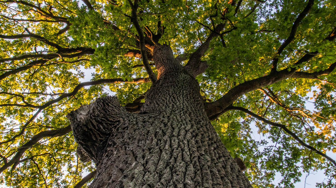 View from below, looking up a large tree trunk with spreading green leaves and branches.