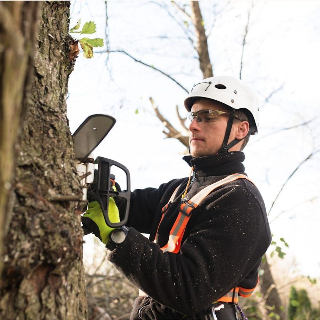 Arborist uses a chainsaw to prune a tree, wearing safety gear in outdoor setting.