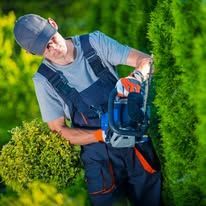 Man trimming a hedge with electric shears in a garden, wearing safety gloves.